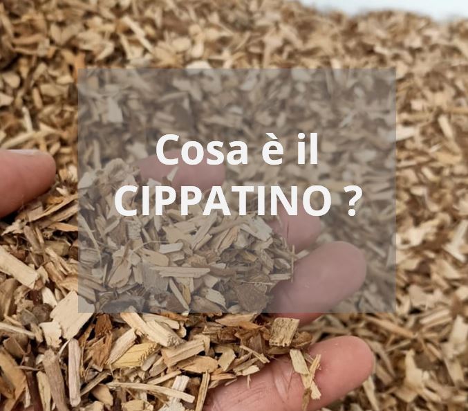 IL CIPPATINO